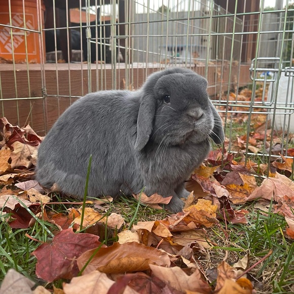 Meet your Posher, Cindy - Picture 2 of 4